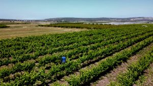 משק שטילמן – כרם ענבי יין