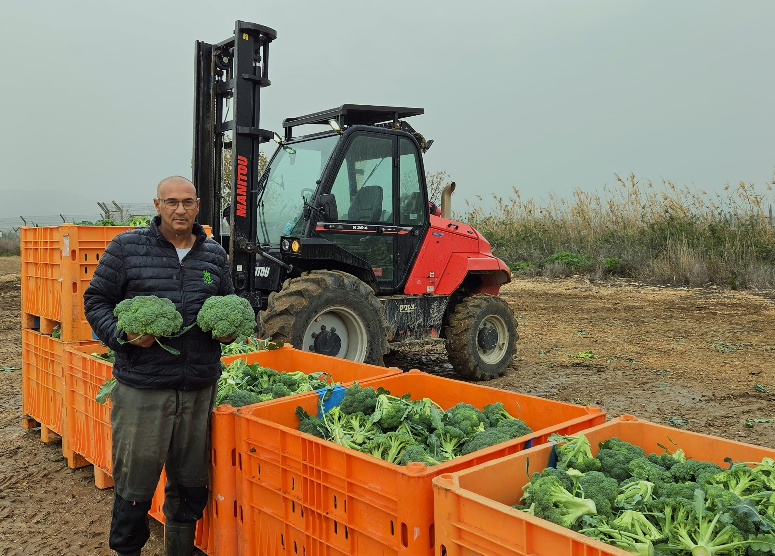 קטיף ברוקולי בעמק החולה - צילום פייסל הייב, ג''ג, החברה לפיתוח הגליל
