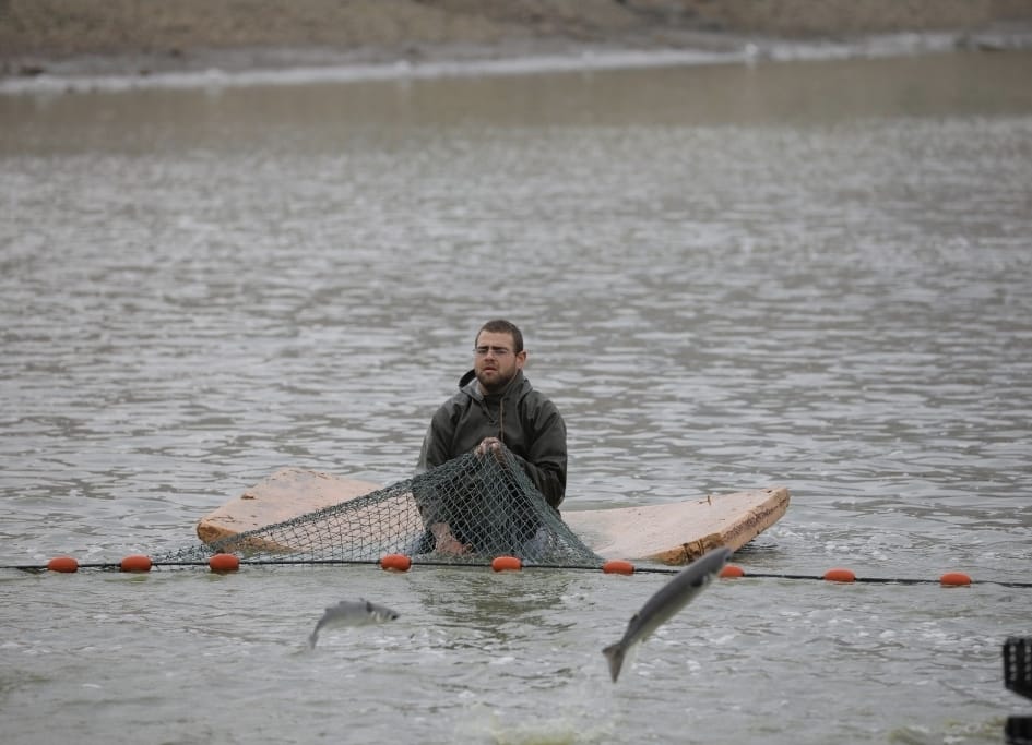 לא צפוי מחסור בדגי בריכות טריים