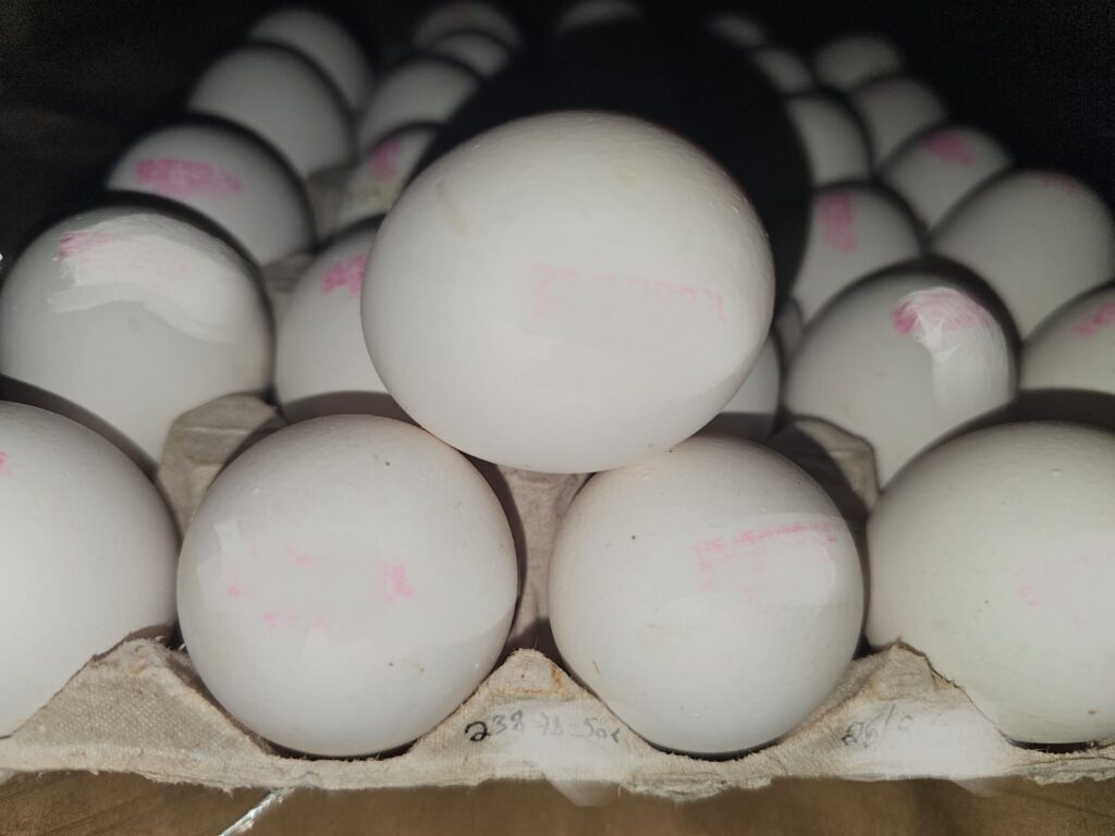 רגע לפני החג, המפקחים מתגברים כוחות