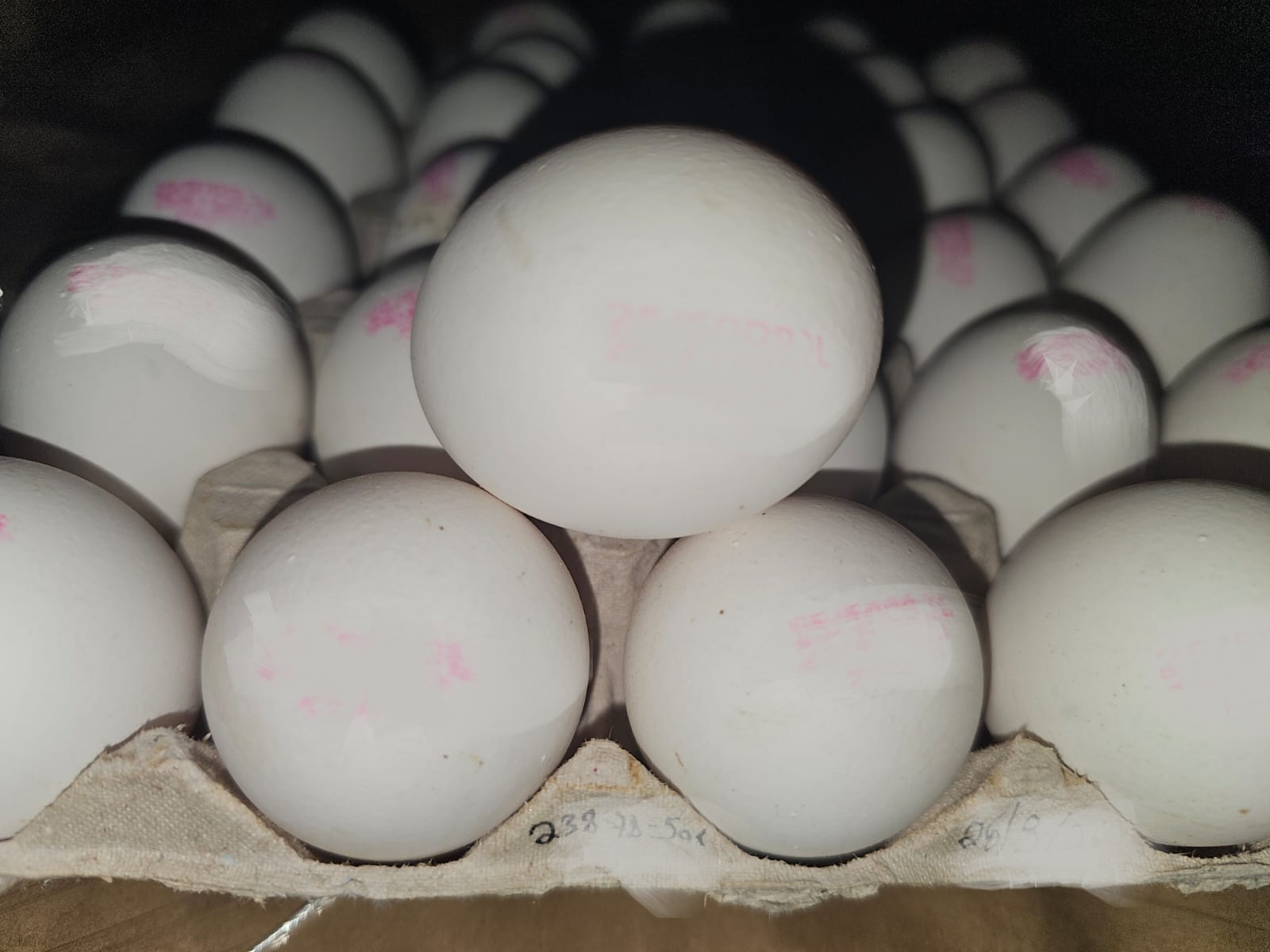 מפקחי משרד החקלאות וביטחון המזון ומשטרת ישראל מנעו ניסיון שיווק של כ64 אלף ביצים ועליהן חותמות כשרות לפסח מזויפות