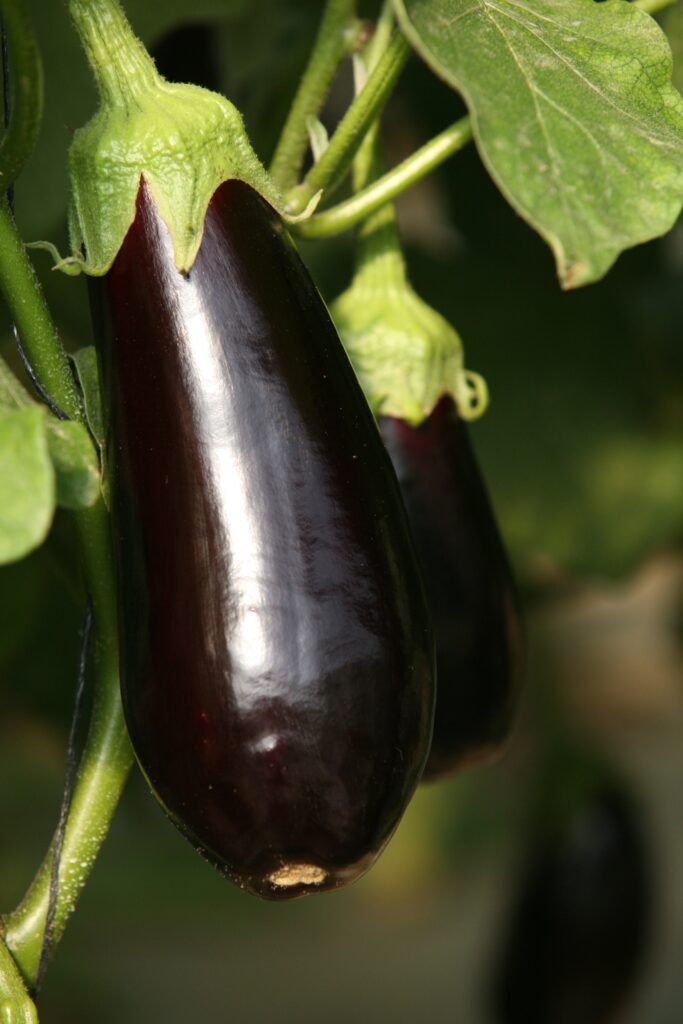 רשת ביטחון מזון לאומית