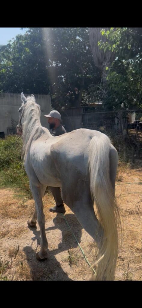 שני סוסים במצב רזון קיצוני חולצו ממתחם בקריית אתא והועברו לשיקום