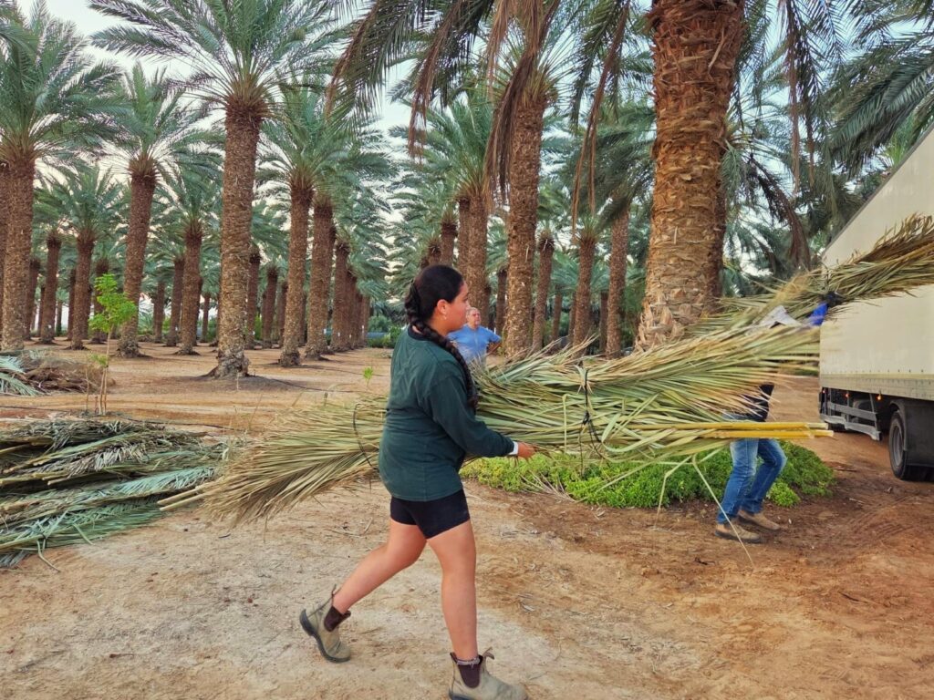 סכך כהלכתו